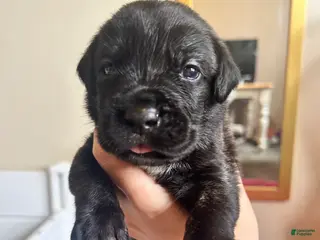 Cane Corso dogs Green and White - Ad 19