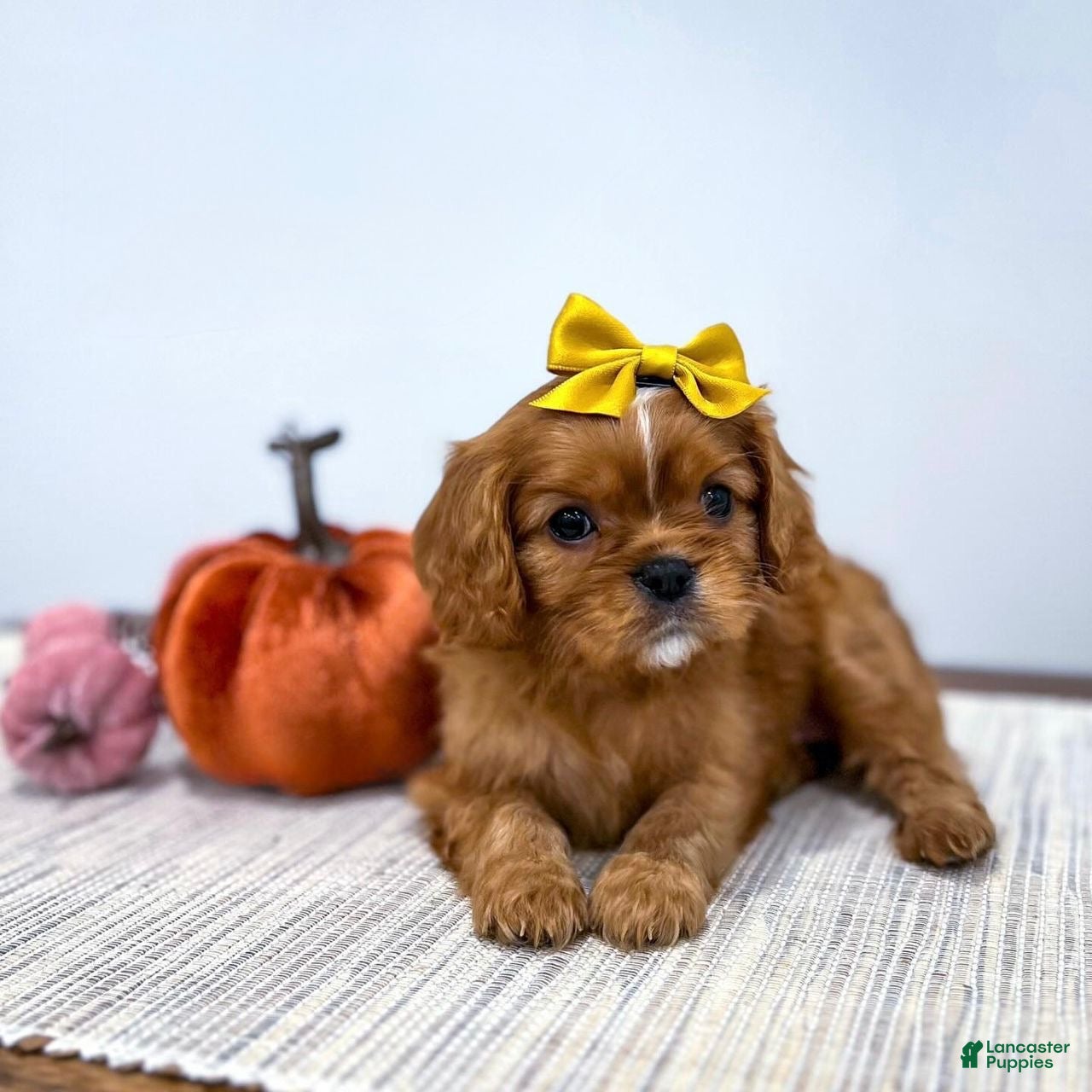 Cavalier King Charles Spaniel dogs Bella - Ad 3