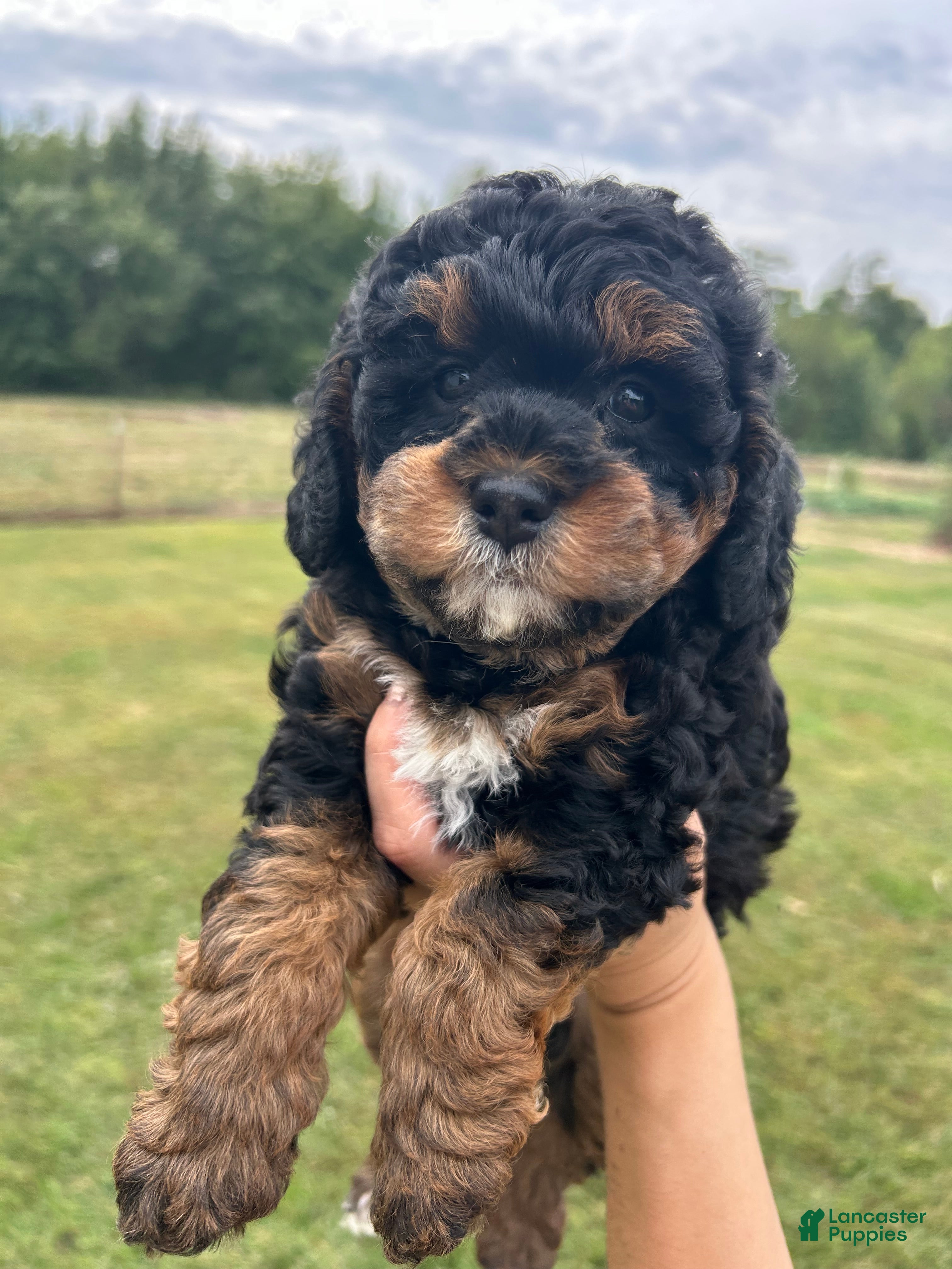 Mini Bernedoodle dogs Poppy - Ad 31