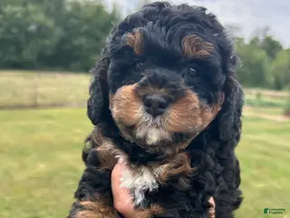 Mini Bernedoodle dogs Poppy - Ad 31