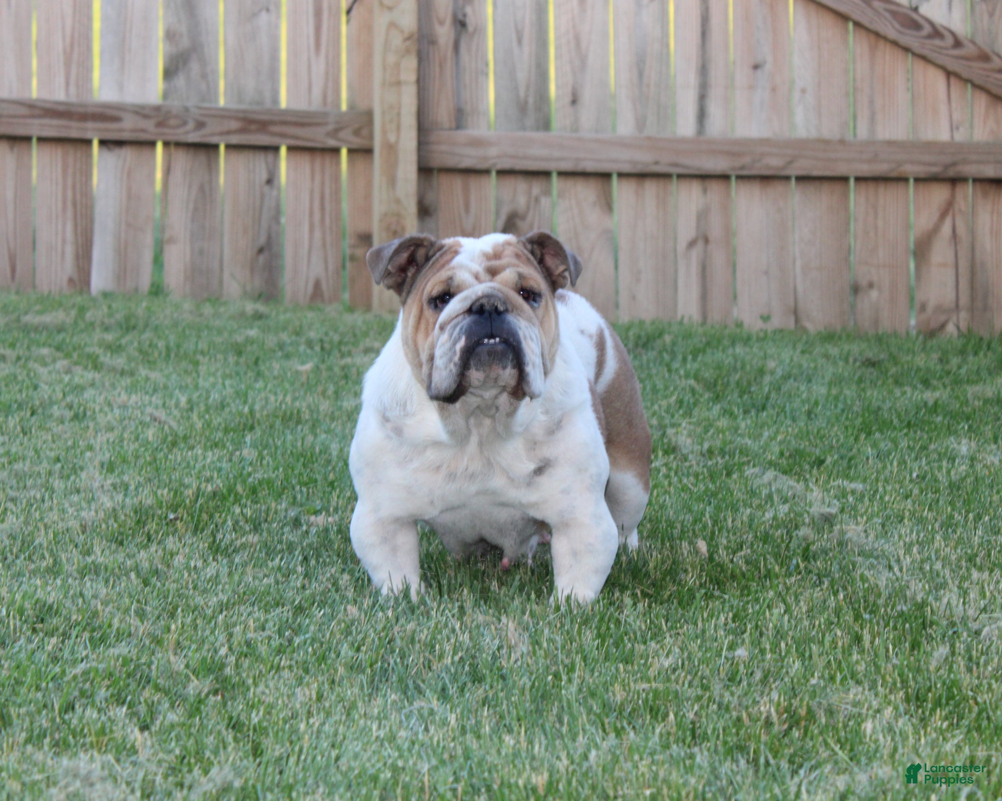 English Bulldog dogs for sale: Zoey - Ad 10