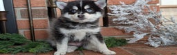 Pomsky dogs for sale: Jack - Ad 11