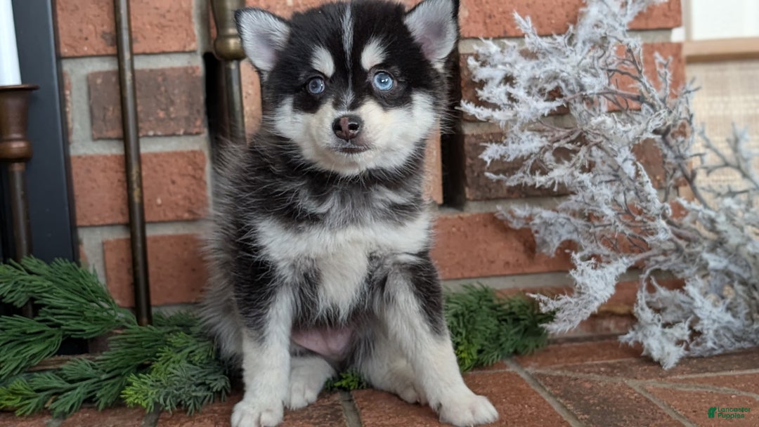 Pomsky dogs for sale: Jack - Ad 11