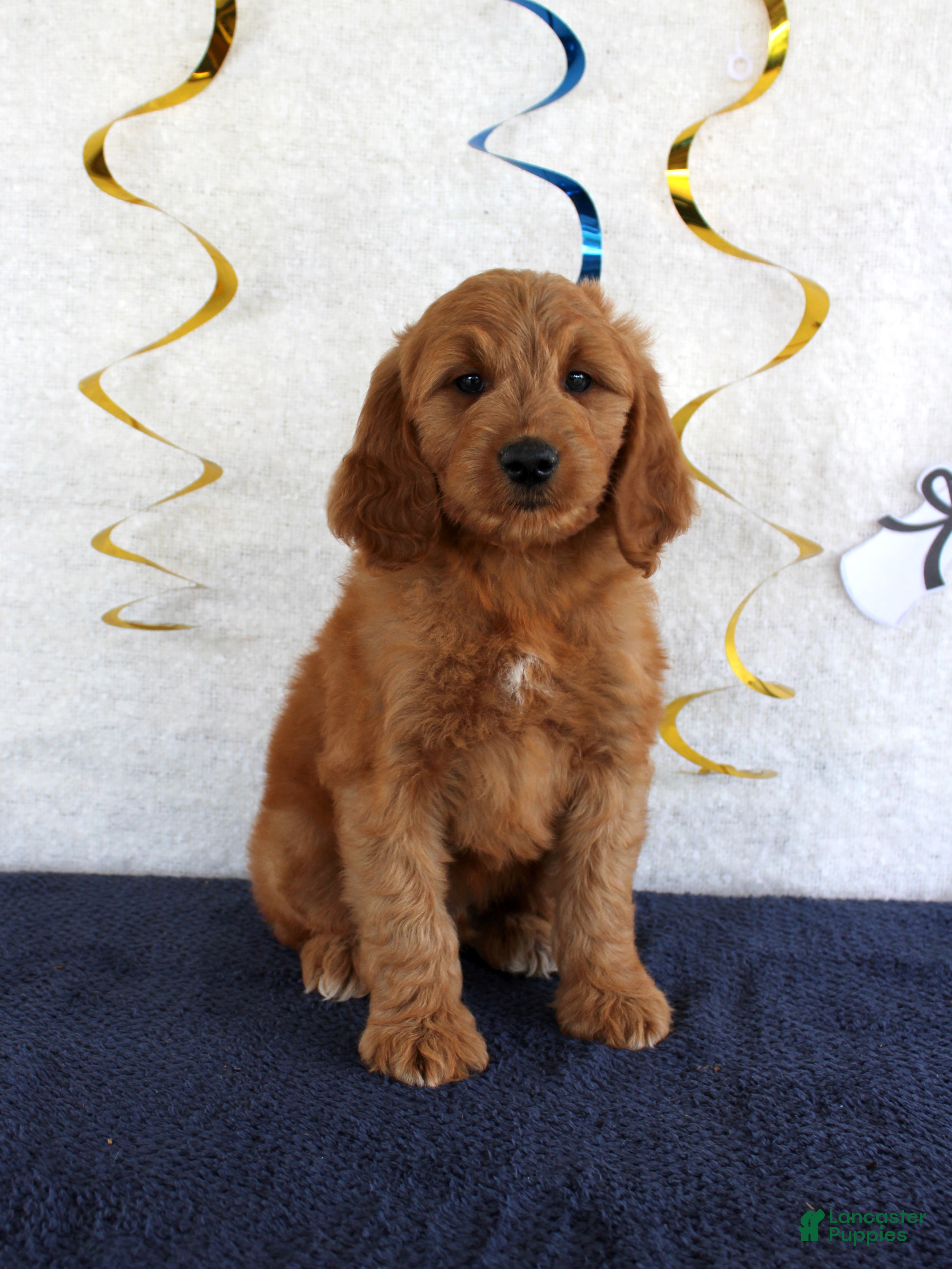 Mini Goldendoodle dogs Jaxon - Ad 14
