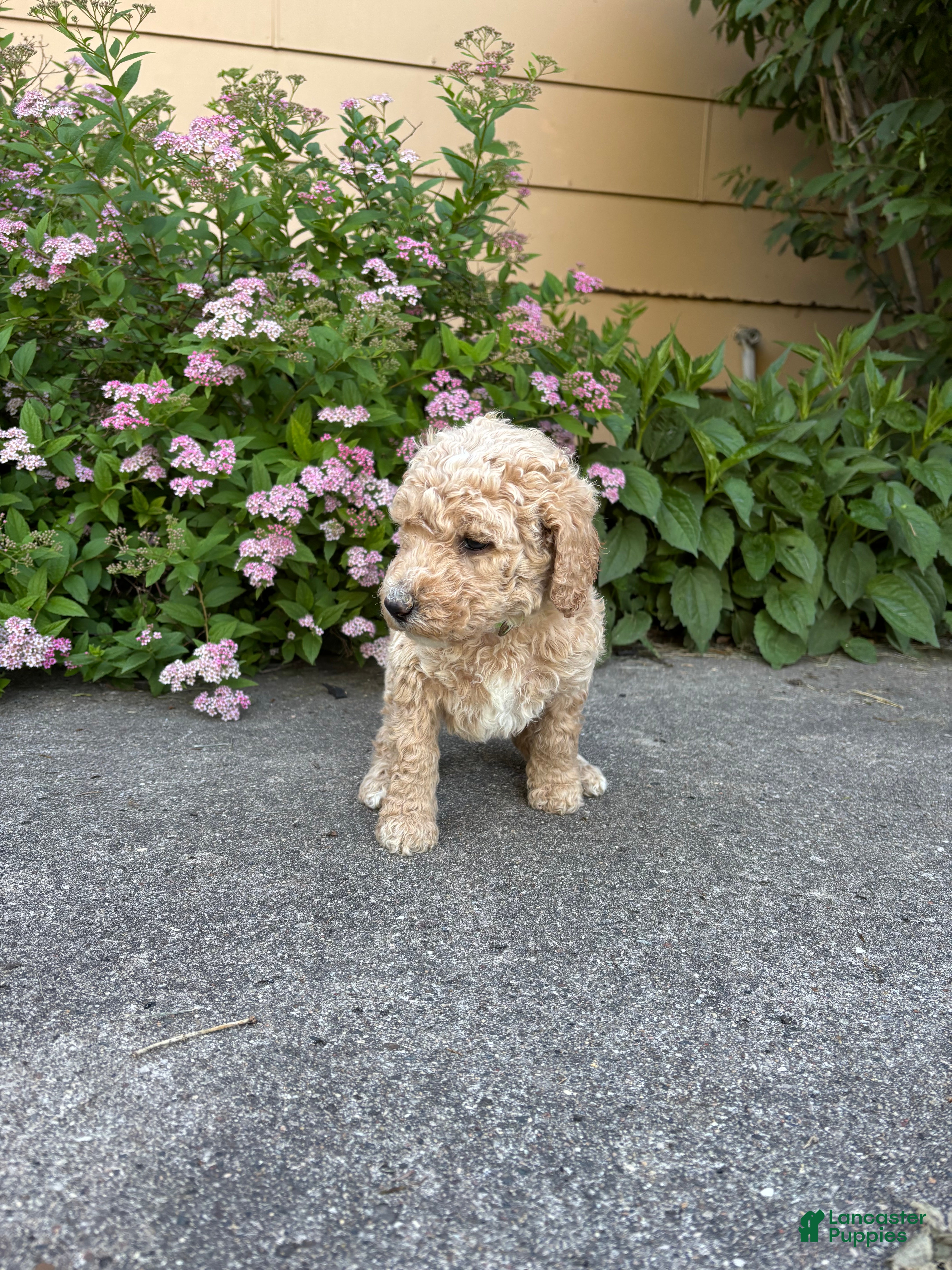 Goldendoodle dogs Green- Goldendoodle Puppy 2 - Ad 26