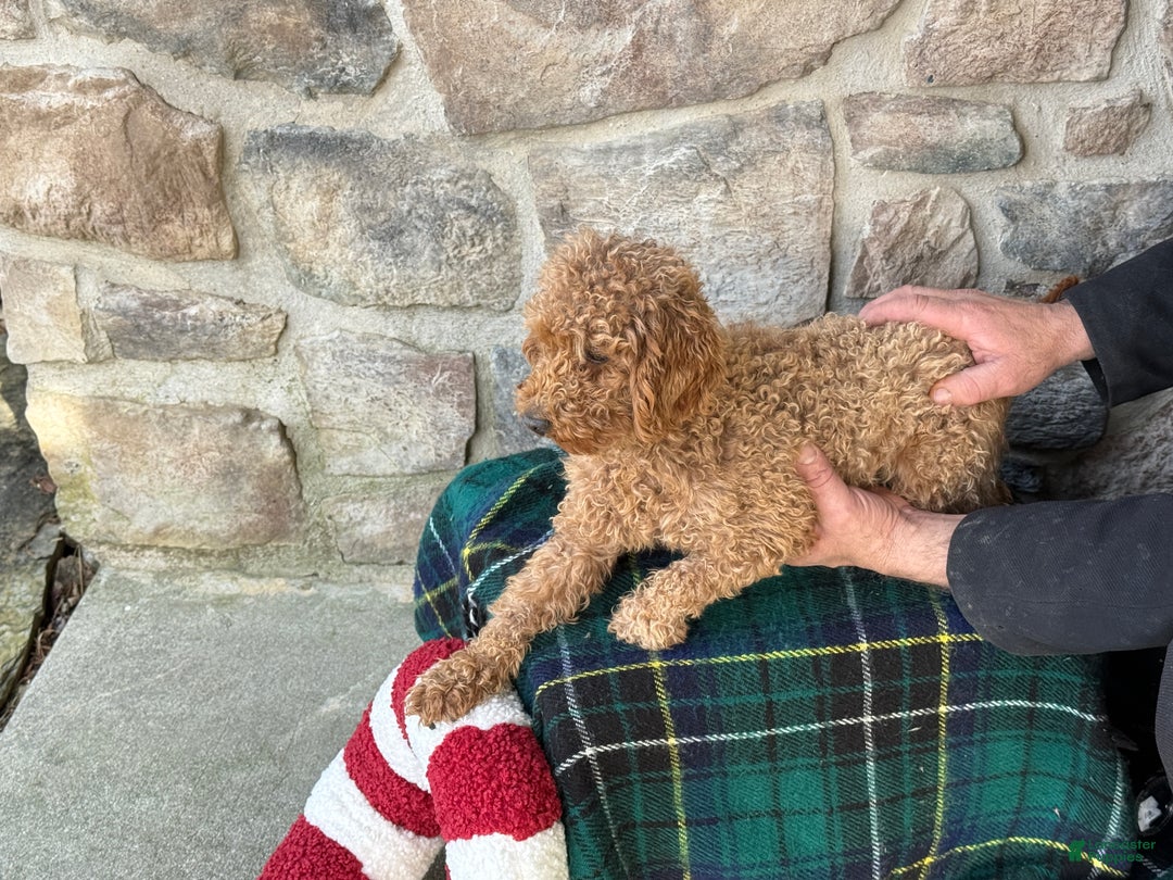 Mini Goldendoodle dogs for sale: Juliette - Ad 5