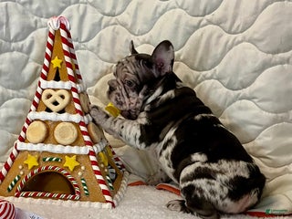 French Bulldog dogs Arrow - Ad 16