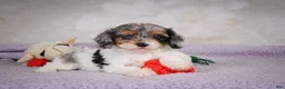 Cavapoo dogs for sale: Molly - Ad 5