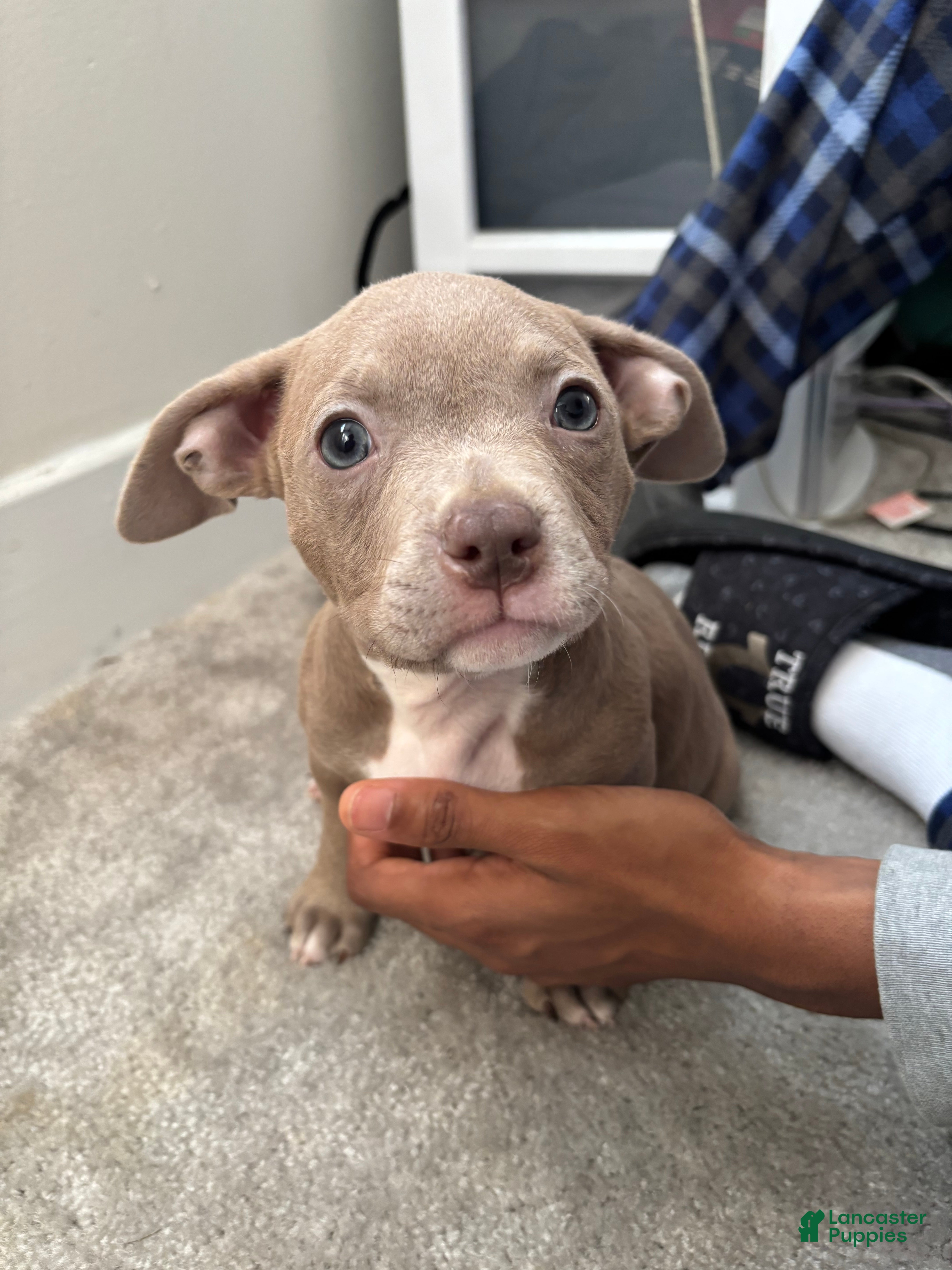 American Pit Bull Terrier Puppies for sale in Washington, District
