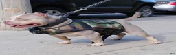 American Bully dogs for sale: sonya - Ad 6