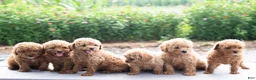 Havapoo dogs for sale: Aiden - Ad 6
