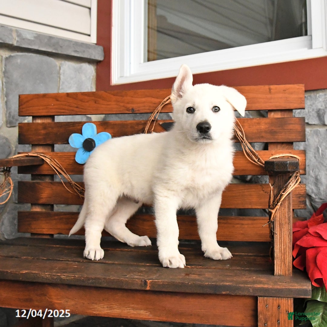 German Shepherd dogs for sale: Milo - Ad 1