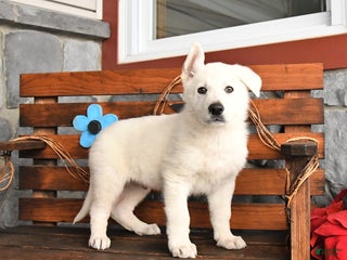 German Shepherd dogs Milo - Ad 16