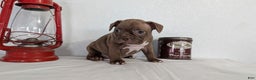 Frenchton dogs for sale: Lyla  - Ad 6