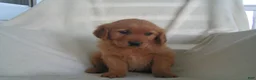 Golden Retriever dogs for sale: Lucy - Ad 5