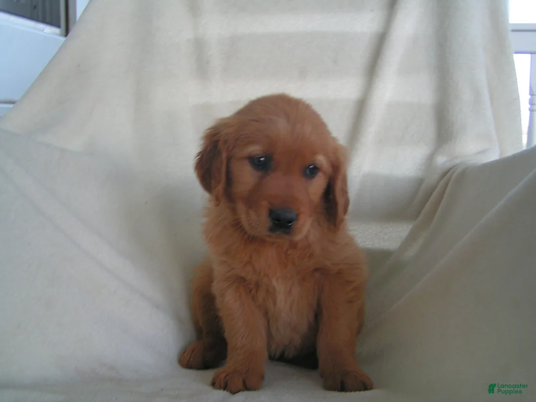 Golden Retriever dogs for sale: Lucy - Ad 5