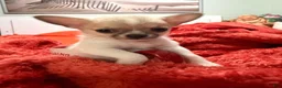 Chihuahua dogs for sale: Chihuahua 2 - Ad 6