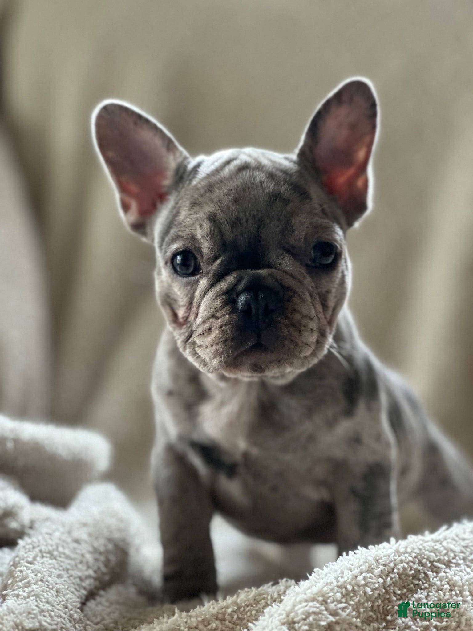 French Bulldog dogs for sale: French Bulldog 2 - Ad 2