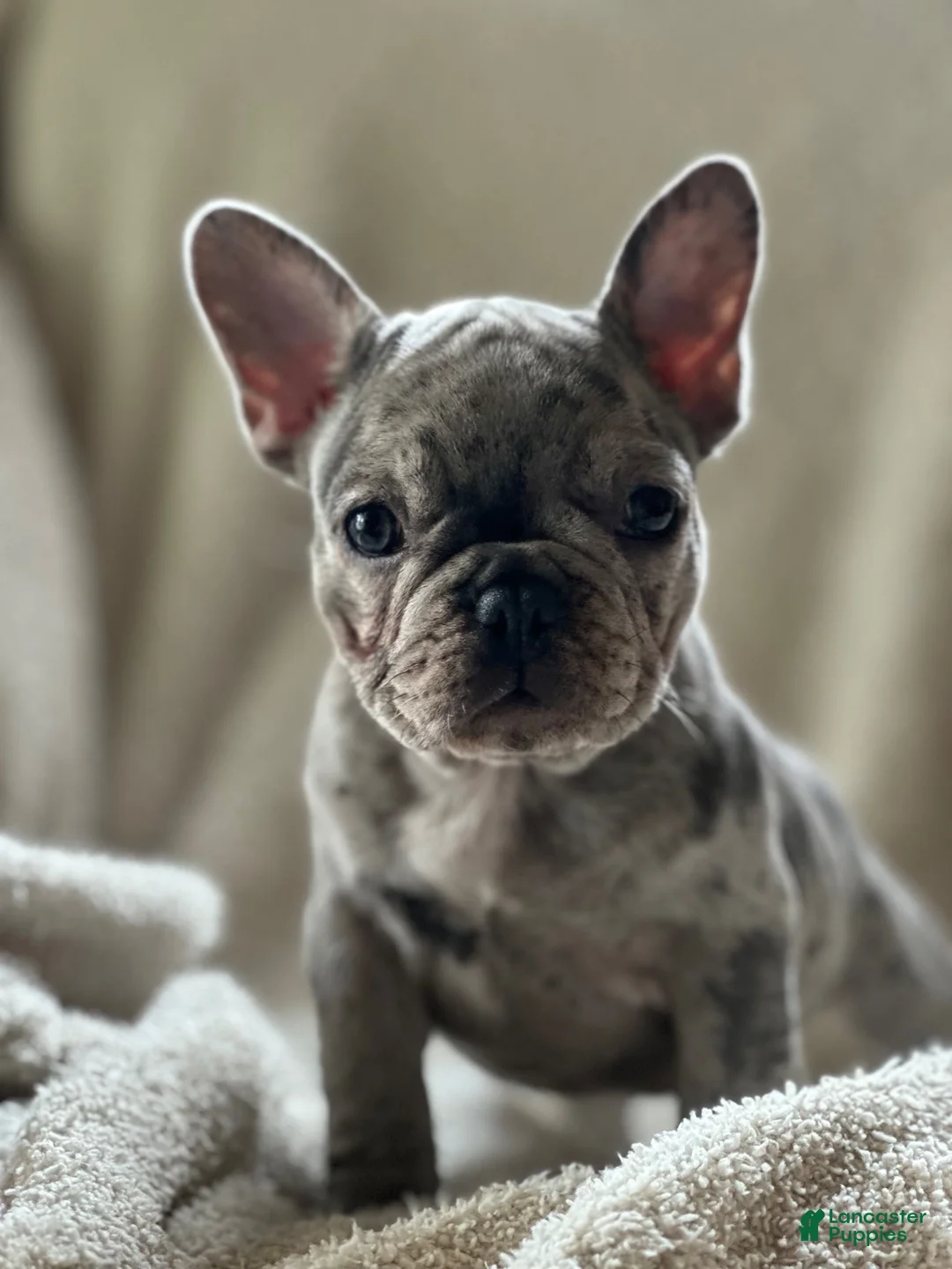 French Bulldog dogs for sale: French Bulldog 2 - Ad 1