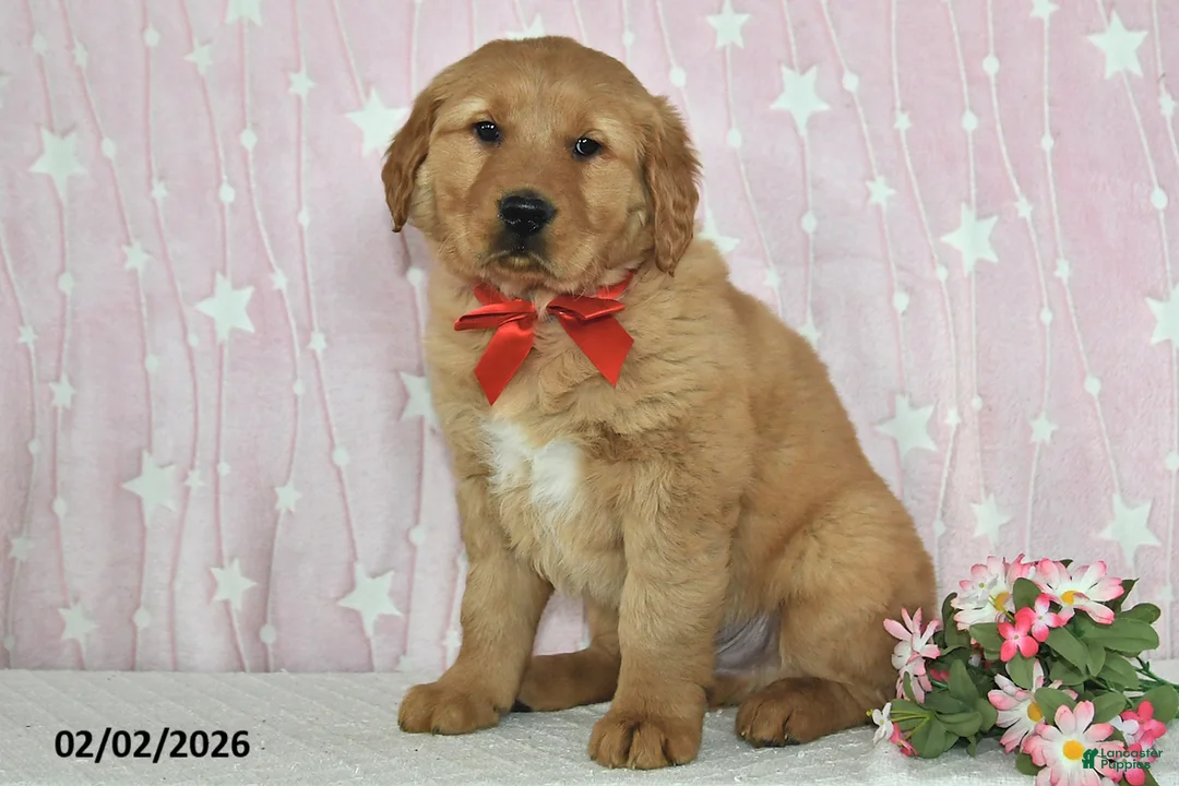 Golden Retriever dogs for sale: Rocket - Ad 5