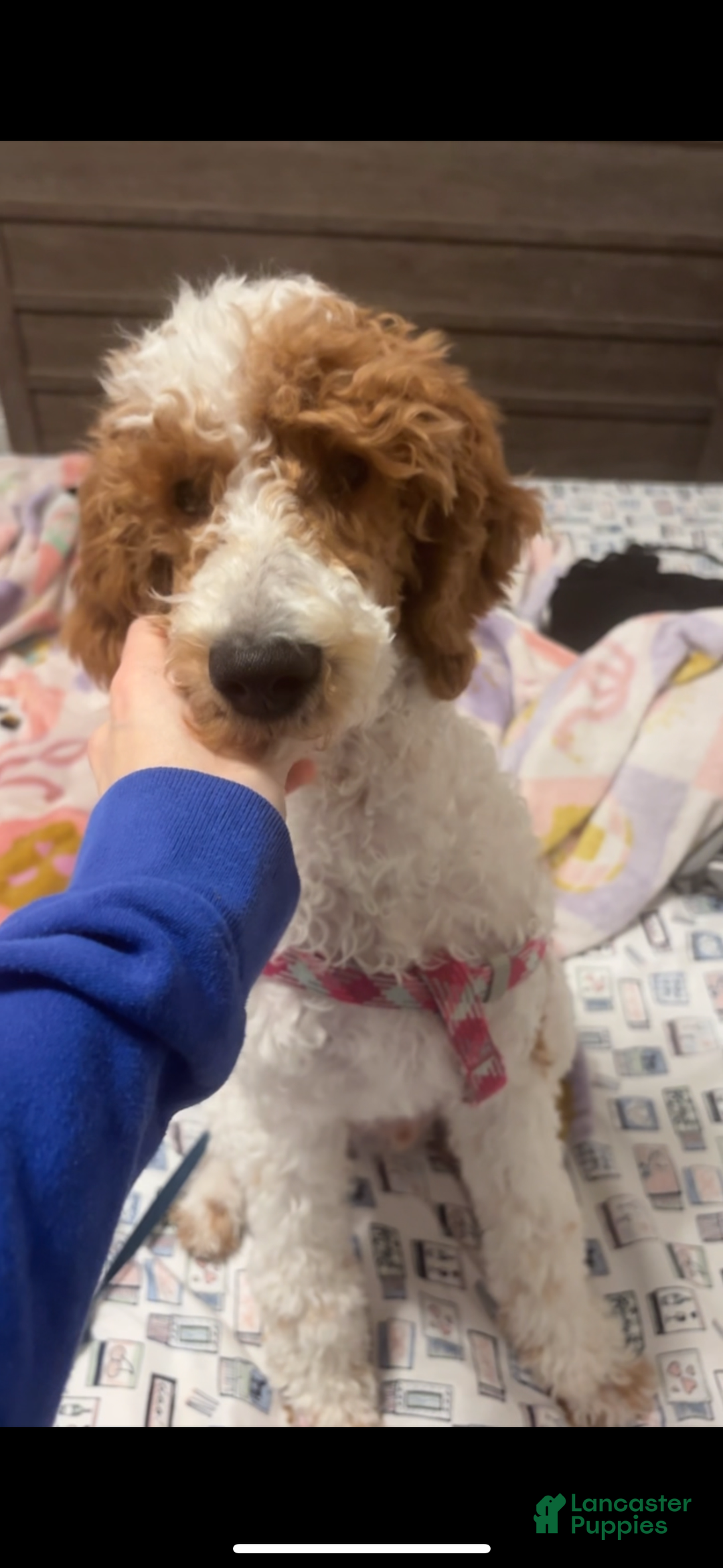 Goldendoodle dogs for sale: Mackenzie - Ad 2