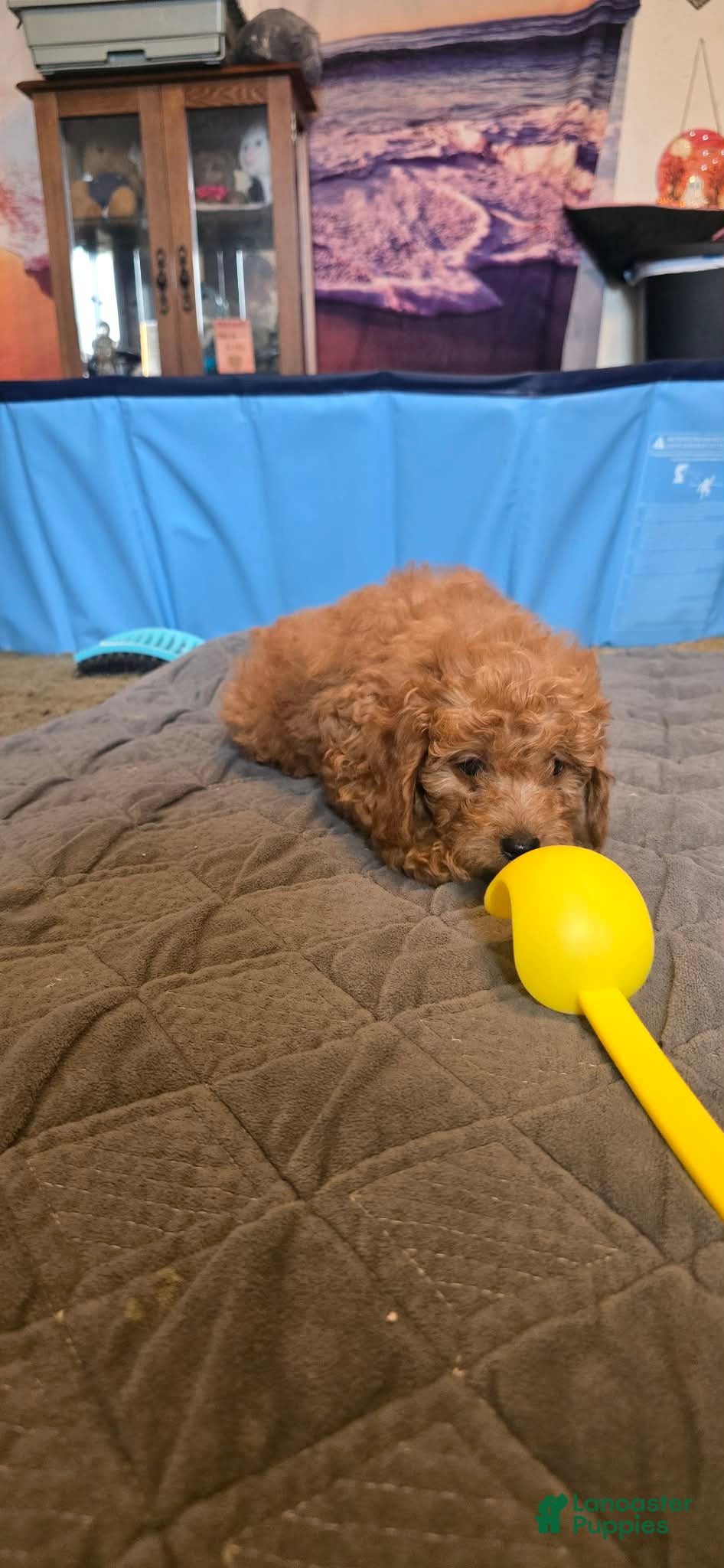 Mini Goldendoodle dogs lucy - Ad 2
