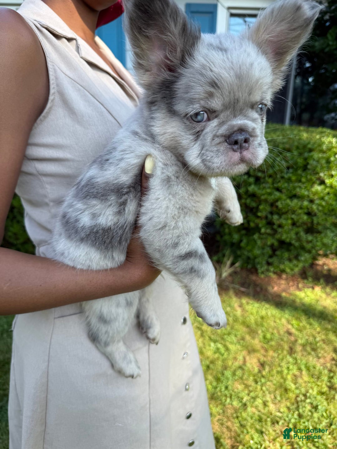 Merle Grey Long Haired French Bulldog Breeze Lilac Fluffy Merle