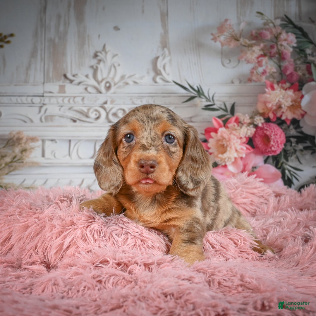 Miniature Dachshund dogs for sale: AKC-Ruger - Ad 5