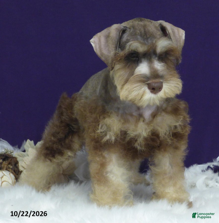 Miniature Schnauzer dogs Tommy - Ad 2
