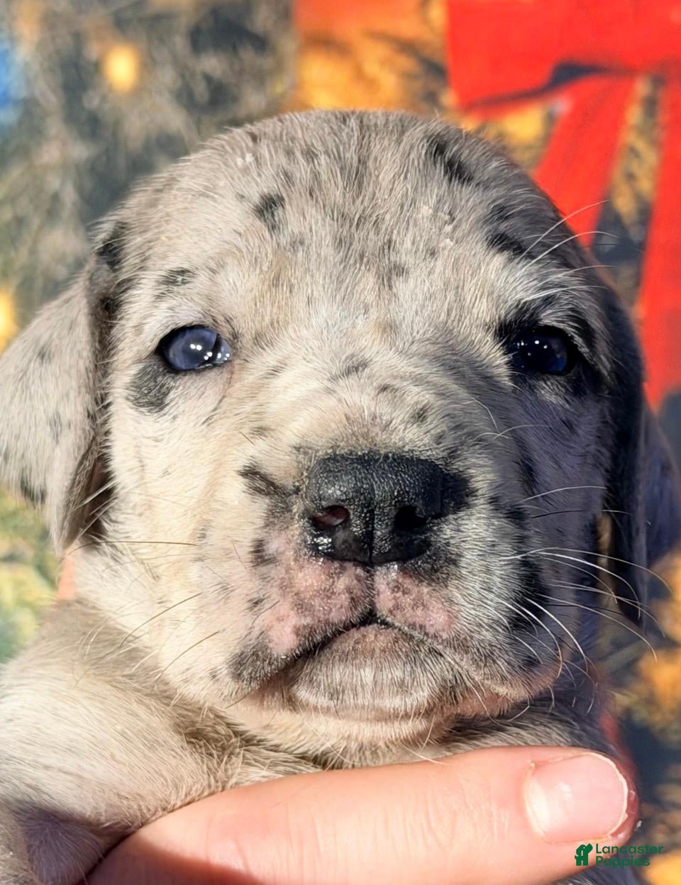 Great Dane dogs Violet - Black Merle - Ad 20