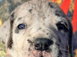 Great Dane dogs Violet - Black Merle - Ad 37