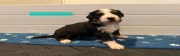 Bernese Mountain Dog dogs for sale: Teal - Ad 7
