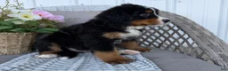 Bernese Mountain Dog dogs for sale: Molly - Ad 4