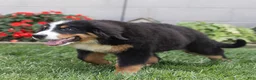 Bernese Mountain Dog dogs for sale: Brady (Genetically Clear) Bernese Mountain Dog  - Ad 7