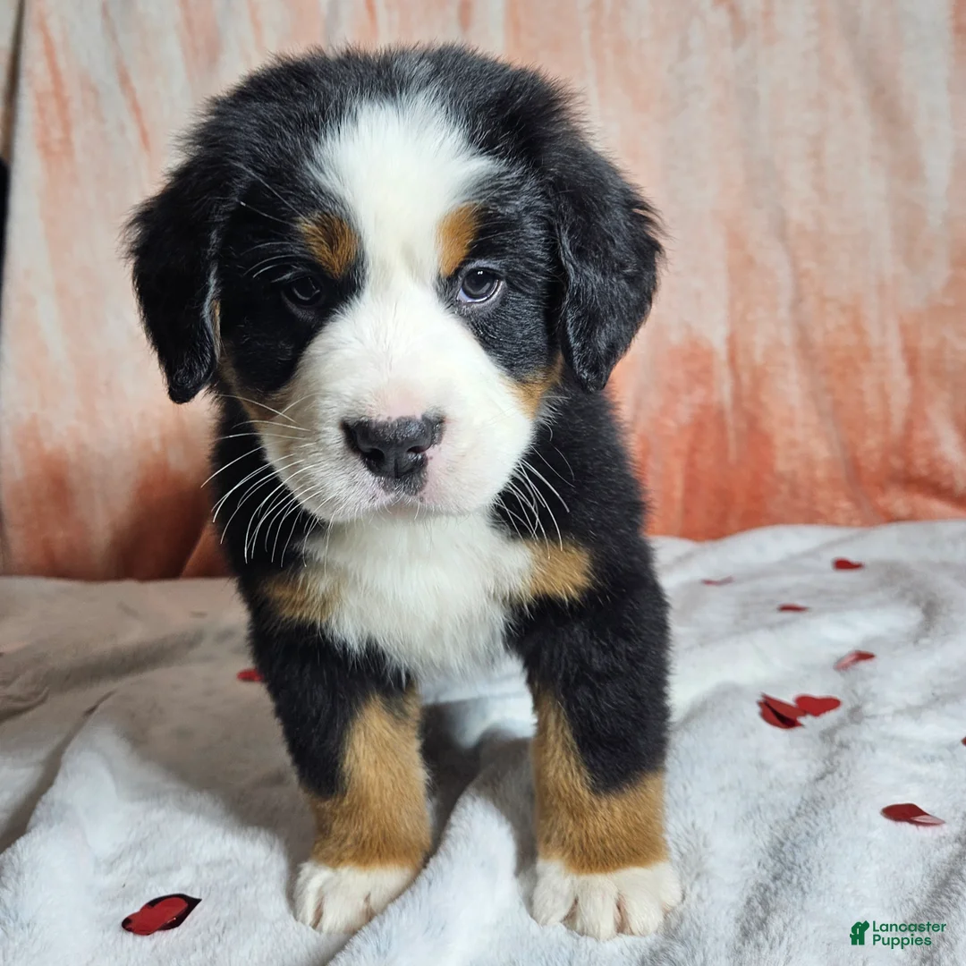 Bernese Mountain Dog dogs for sale: Finn - Ad 6