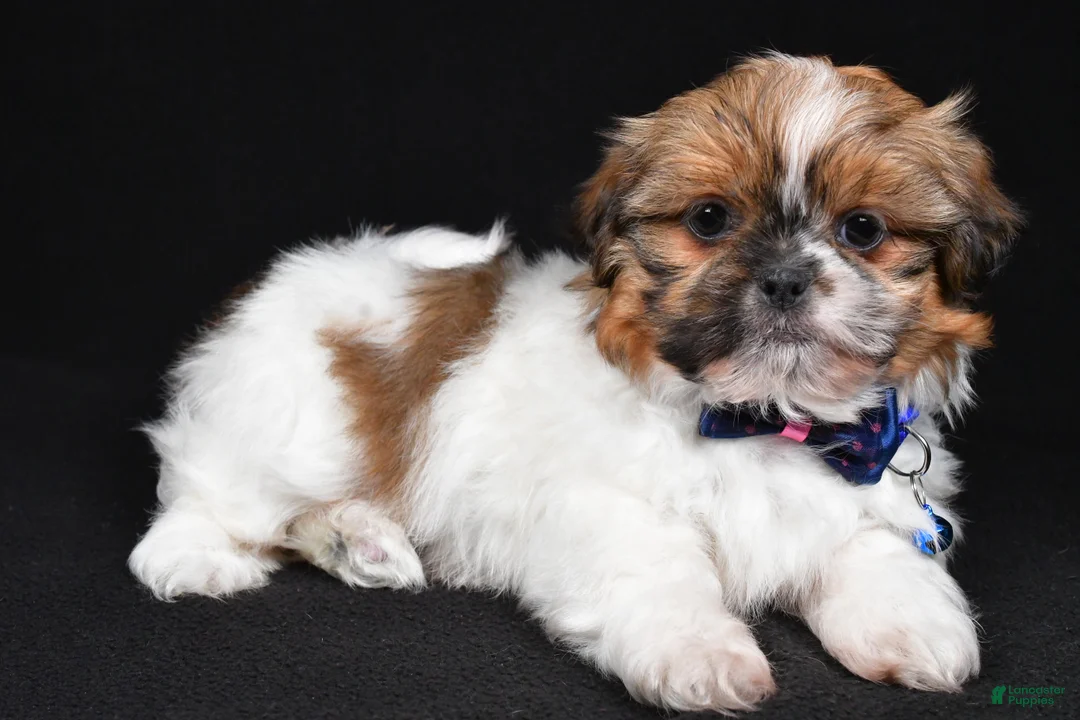 Shih Tzu dogs for sale: Leo - Ad 2