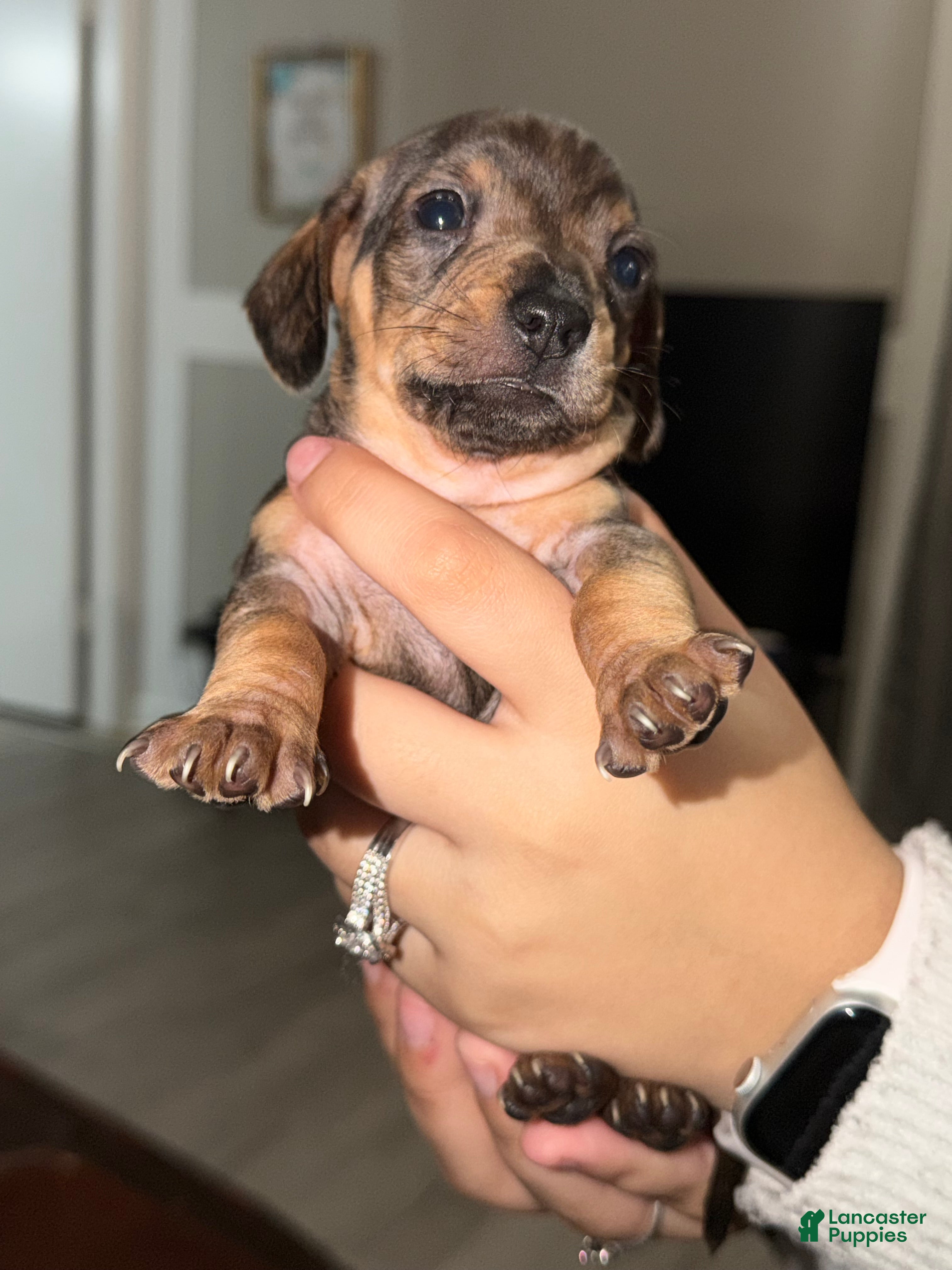 Chiweenie dogs Chiweenie Puppy 3 - Ad 2