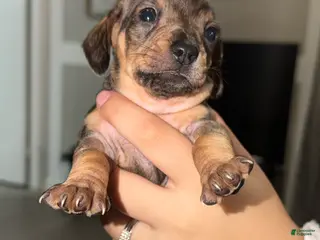 Chiweenie dogs Chiweenie Puppy 3 - Ad 2