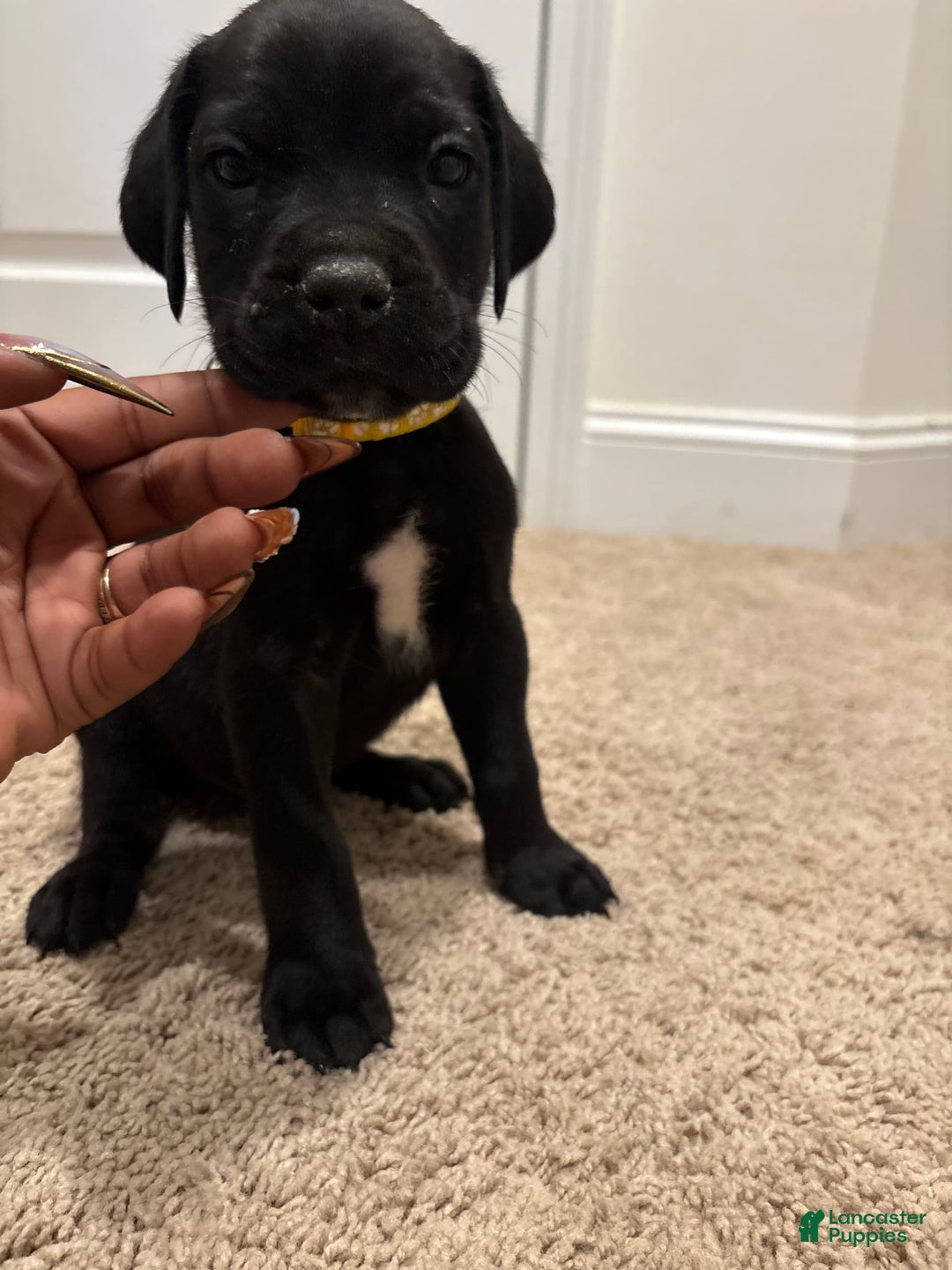 Gallery Image {{count}}