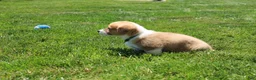 Welsh Corgi Pembroke dogs for sale: Milo  - Ad 2