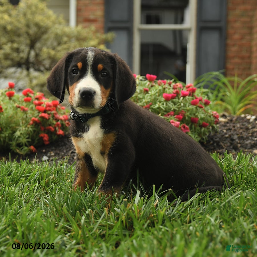 Greater Swiss Mountain Dog dogs Tucker - Ad 2