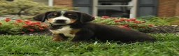 Greater Swiss Mountain Dog dogs for sale: Tucker - Ad 2
