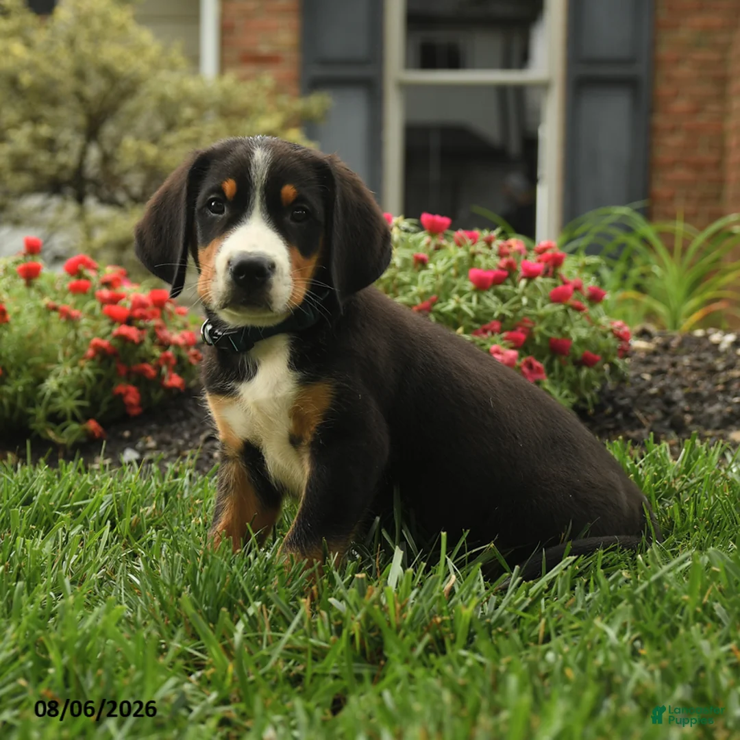 Greater Swiss Mountain Dog dogs for sale: Tucker - Ad 2