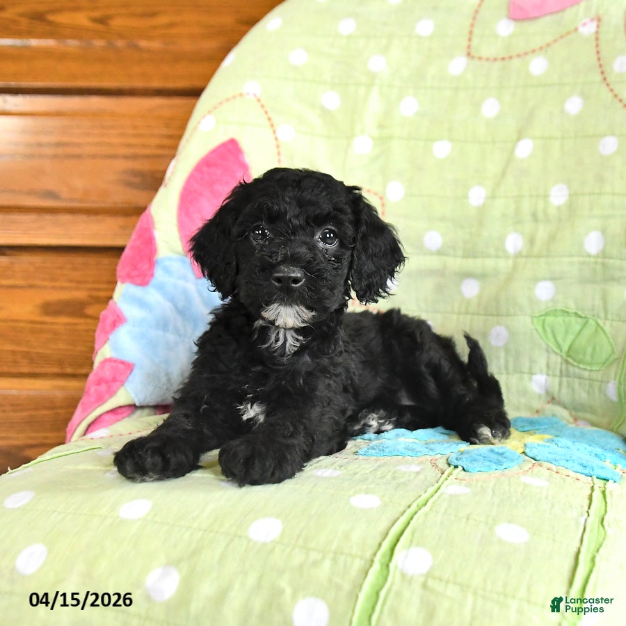 Mini Goldendoodle dogs Kelsey - Ad 2