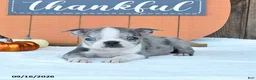 Boston Terrier dogs for sale: Andy - Ad 3
