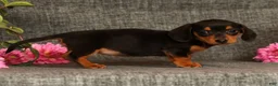 Miniature Dachshund dogs for sale: Annie - Ad 6