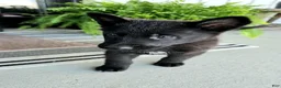 German Shepherd dogs for sale: Jasper - Ad 2