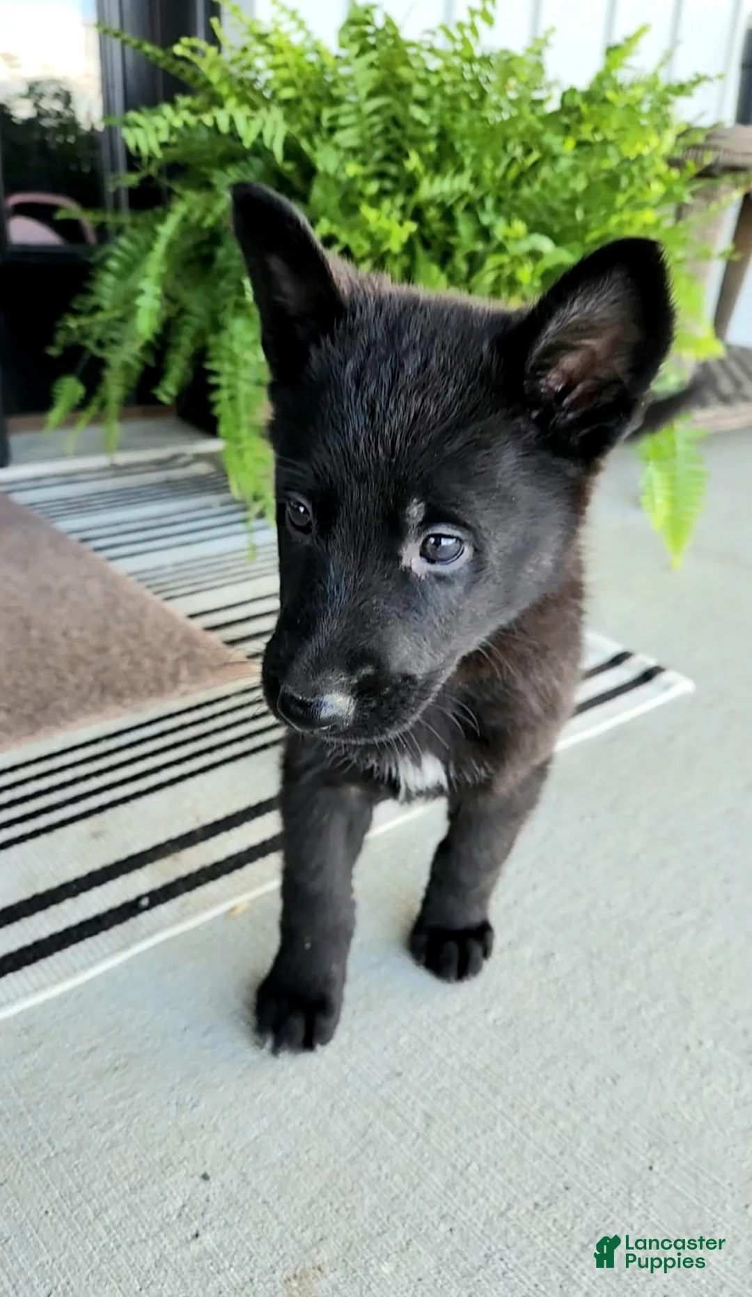 German Shepherd dogs for sale: Jasper - Ad 2