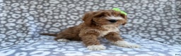 Cavapoo dogs for sale: Willow - Ad 2