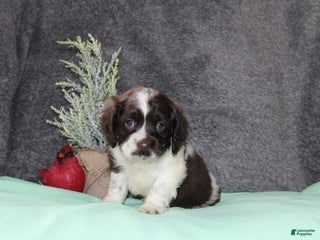 Cocker Spaniel dogs Silver - Ad 15